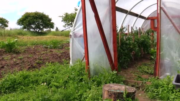 Boer man lopen in boerderij broeikasgassen broeikas met sprinkler gereedschap - Video