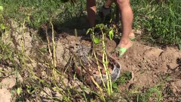 庭師女性仕事の庭でエコ ジャガイモを収穫 - 映像、動画