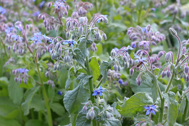 Borage, lat Borago officinalis, blue flowers in bloom. Borago starflower is favorite medicinal herb with edible flowers. - Photo, Image