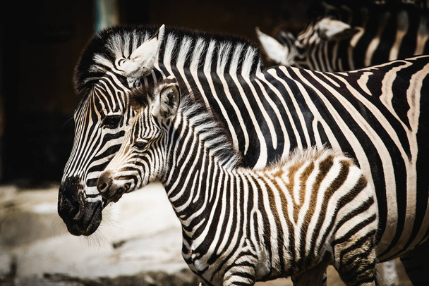 Zebra en haar veulen spelen speels met elkaar en raken neuzen en het veulen probeert zijn moeder na te bootsen.. - Foto, afbeelding