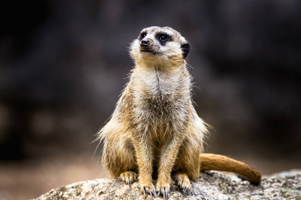 Meerkat standing upright on a grassy plain. The meerkat is looking around for predators. - Photo, Image
