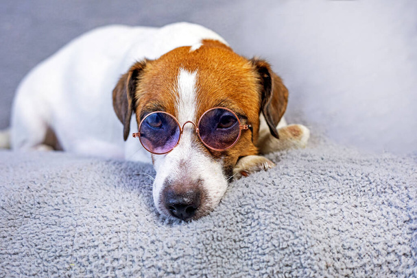 ładny pies terrier Jack Russell w okularach leży na szarym tle. wakacje ze zwierzętami, powrót do szkoły - Zdjęcie, obraz