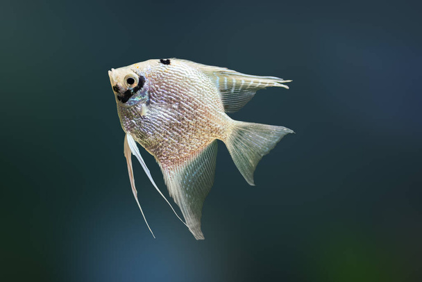 Ghost Angelfish (Pterophyllum scalare) - Freshwater Fish - Photo, Image