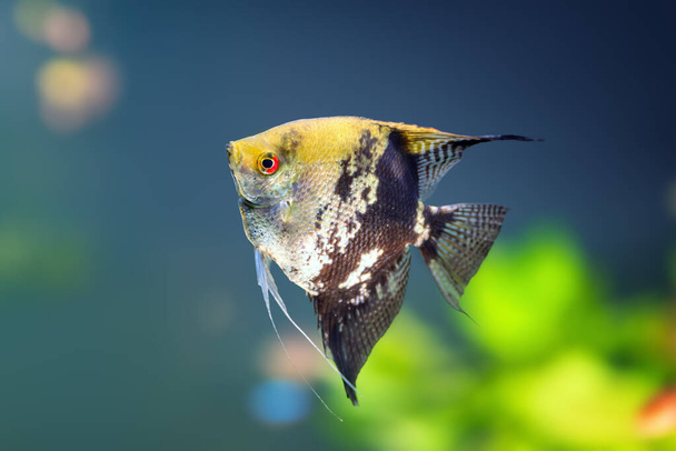 Golden Marble Angelfish (Pterophyllum scalare) - Freshwater Fish - Photo, Image