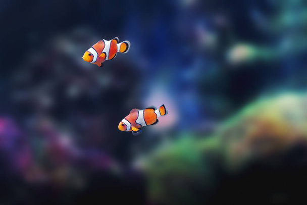 Ocellaris Clownfish (Amphiprion ocellaris) - Zeevissen - Foto, afbeelding