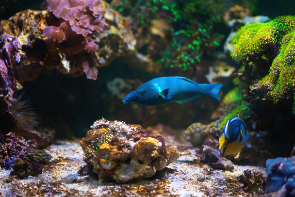 Βότανα (Gomphosus varius) - Θαλάσσια ψάρια - Φωτογραφία, εικόνα