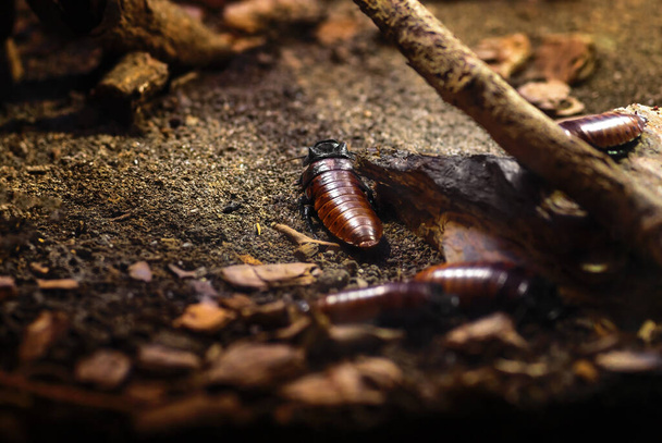 Madagascar silbando cucaracha (Gromphadorhina portentosa
) - Foto, Imagen