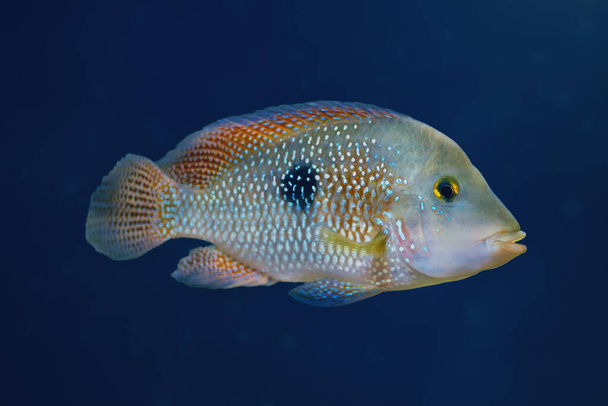 Perlbuntbarsch (Geophagus brasiliensis) - Süßwasserfische - Foto, Bild