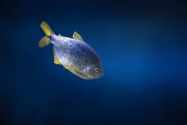 Twospot Astyanax (Astyanax bimaculatus) - Freshwater Fish - Photo, Image