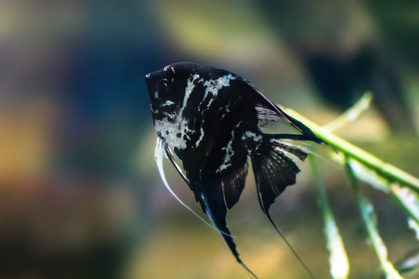 Marble Angelfish (Pterophyllum scalare) - Freshwater Fish - Photo, Image