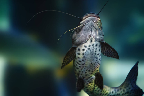 Jundiara Catfish (Pseudoplatystoma sp x Leiarius marmoratus) - hybrydowe ryby słodkowodne - Zdjęcie, obraz