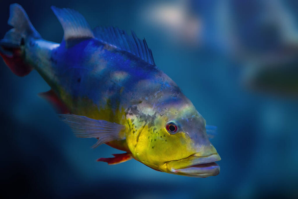 Μπάσο (Cichla kelberi) - Ψάρια γλυκού νερού - Φωτογραφία, εικόνα