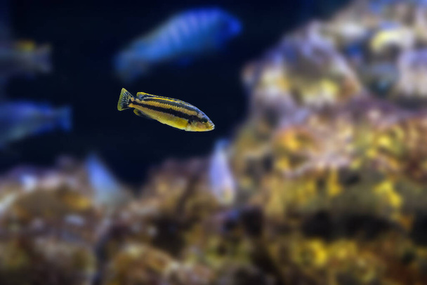 Chipokae Cichlid (Melanochromis chipokae) - makean veden kala - Valokuva, kuva
