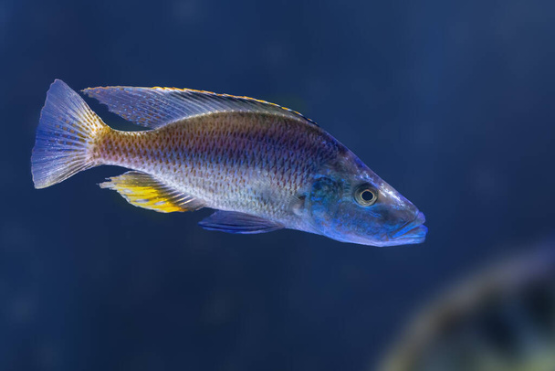 Malawi Eyebiter (Dimidiochromis compressiceps) - Ryby słodkowodne - Zdjęcie, obraz