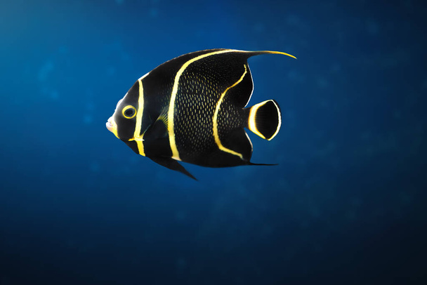Jungfische (Pomacanthus paru) - Meeresfische - Foto, Bild