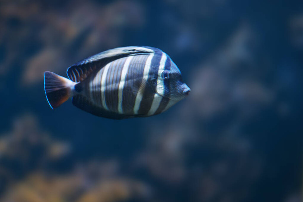 Sailfin Tang (Zebrasoma veliferum) - Marine Fish - Photo, Image