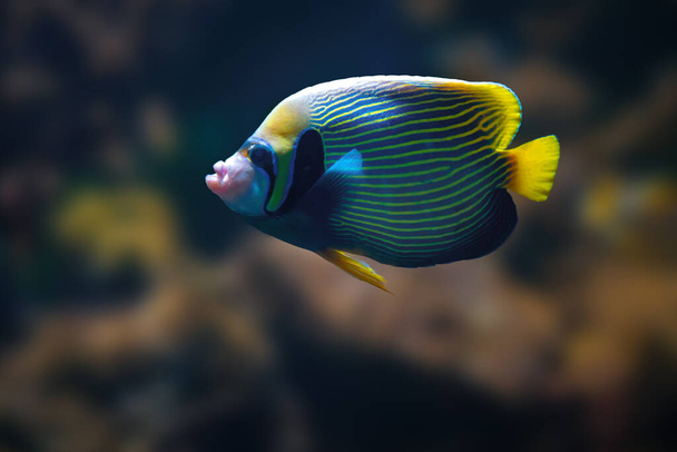 Imperador Angelfish (Pomacanthus imperator) - Peixe marinho - Foto, Imagem