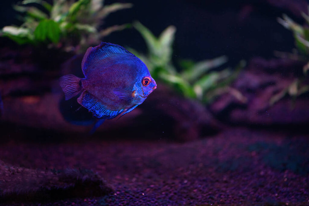 Blauer Diskus (Symphysodon aequifasciatus) - Süßwasserfische - Foto, Bild