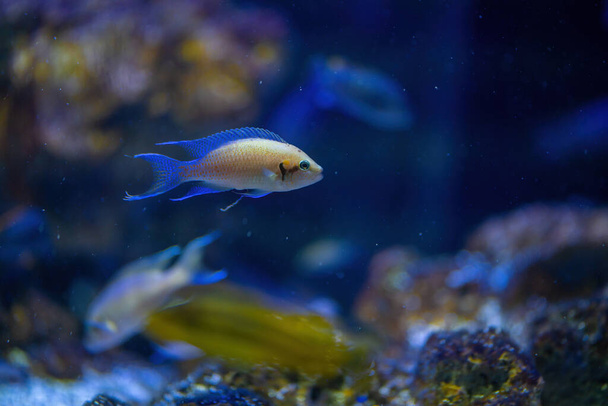 Cichlid hercegnő (Neolamprologus brichardi) - Édesvízi halak - Fotó, kép