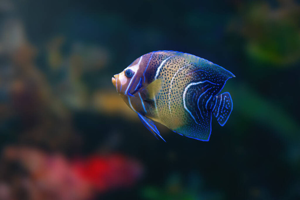 Koraani Angelfish (Pomacanthus semicirculatus) tai puoliapila Angelfish - Marine Fish - Valokuva, kuva