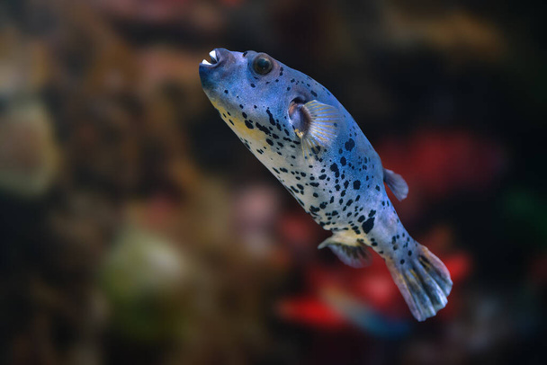Риба пуффер з чорними плямами (Arothron Nigropunctatus) або Puffer - Фото, зображення