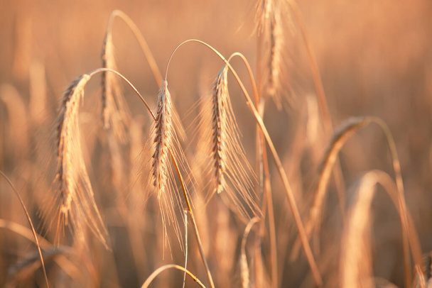 Поле созревания пшеницы на закате, красивый природный ландшафт с солнечным светом. Сельское хозяйство
 - Фото, изображение