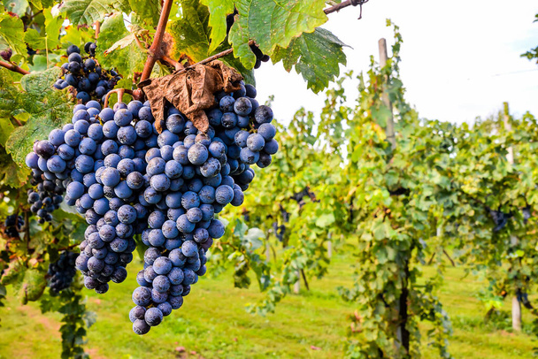 Zdjęcie z pięknej winnicy owoców winogron gotowy do produkcji wina - Zdjęcie, obraz