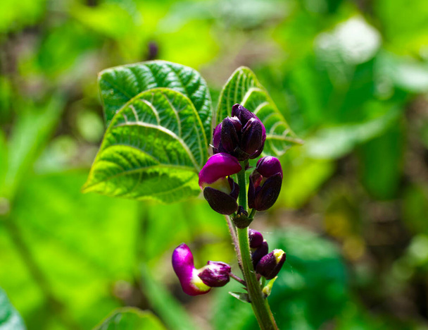 Purple flower buds are ready to bloom, surrounded by vibrant green leaves in a natural setting. - Photo, Image