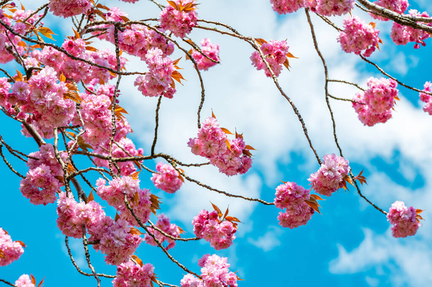 Krásná růžová Sakura květiny, třešeň květ během jara proti modré obloze - Fotografie, Obrázek