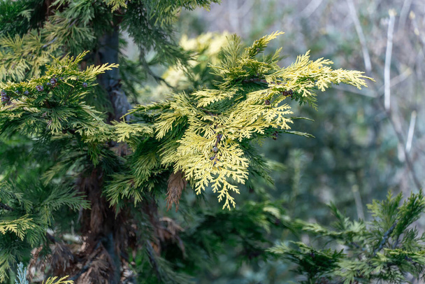 Yellow young shoots thuja occidentalis growing in garden. Evergreen coniferous tree twigs of western thuja salland. Nature concept for design family cupressaceae. Yellow-green foliage on branch. - Photo, Image