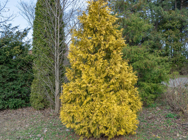 Yellow young shoots thuja occidentalis growing in garden. Evergreen coniferous tree twigs of western thuja salland. Nature concept for design family cupressaceae. Yellow-green foliage on branch. - Photo, Image