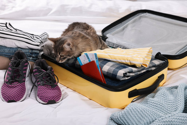 Travel with pet. Clothes, cat and suitcase on bed indoors - Foto, afbeelding