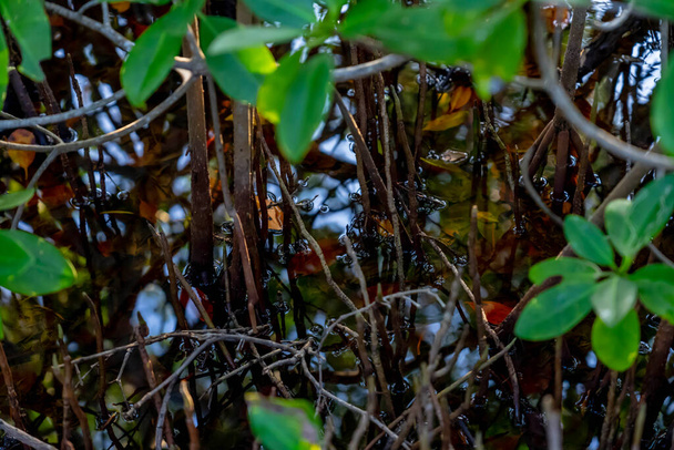 Коли сонце встановлює над мангровими болотами Юкатан, мальовниче небо розгортається в безхмарний день, кидаючи чарівні відтінки над спокійним полотном природи. - Фото, зображення