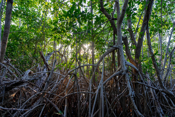 Terwijl de zon ondergaat boven Yucatan 's mangrove moeras, ontvouwt zich een pittoreske hemel op een wolkenloze dag, betoverende tinten werpend over het rustige doek van de natuur. - Foto, afbeelding