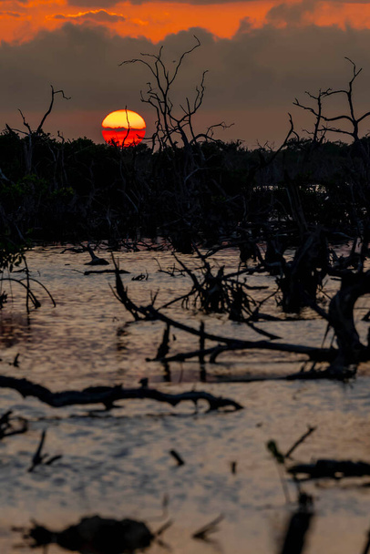 Ahogy a nap lenyugszik Yucatan mangrove mocsara felett, egy festői ég bontakozik ki egy felhőtlen napon, varázslatos árnyalatokat vetve a természet nyugodt vásznára.. - Fotó, kép