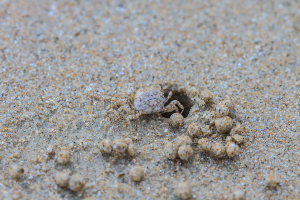 Ghost Crabs  - Photo, image