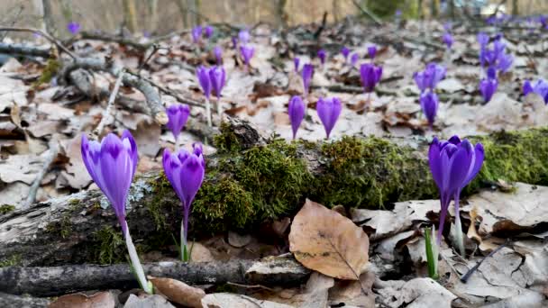 The first crocuses in the spring mountain forest - Footage, Video