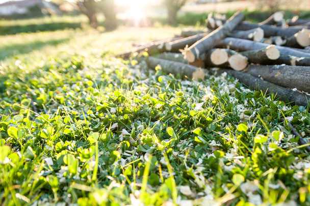 подрібнені гілки на зиму і тирса на траві
 - Фото, зображення