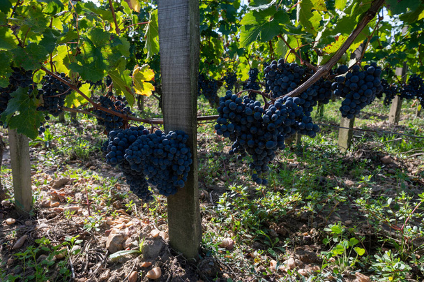 Érett merlot vagy cabernet sauvignon vörösbor szőlő szüretre kész Pomerol, Saint-Emilion bortermelő régió, Franciaország, Bordeaux - Fotó, kép