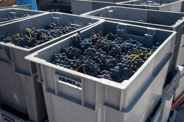 Műanyag dobozok szőlővel, betakarítási munkák Saint-Emilion régióban, Bordeaux-i borkészítés, szedés kézzel és zúzás Merlot vagy Cabernet Sauvignon vörösbor szőlő, Franciaország. Bordeaux-i vörösborok. - Fotó, kép