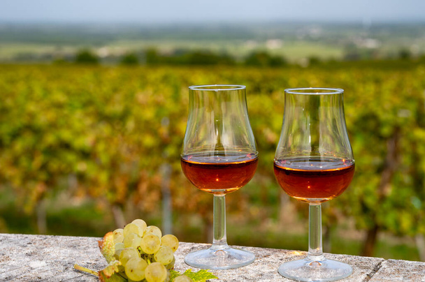 Tasting of Cognac strong alcohol drink in Cognac region, Grand Champagne, Charente with rows of ripe ready to harvest ugni blanc grape on background uses for spirits distillation, France - Photo, Image