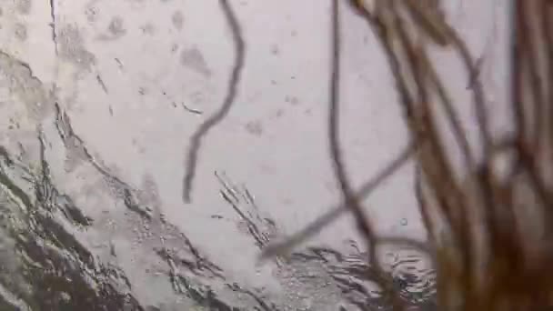 Морських водоростей тече по океанського дна - Кадри, відео