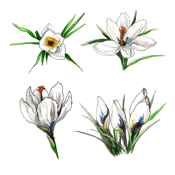 Crocus flower set - Vektor, Bild
