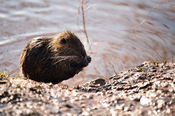 Nutria, coypu herbivorous, semiaquatic rodent member of the family Myocastoridae on the riverbed, baby animals, habintant wetlands, river rat - Photo, Image