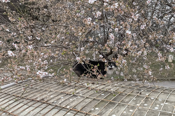 Gato blanco y negro en floreciente jardín de almendras en primavera. Naturaleza y concepto animal. - Foto, Imagen