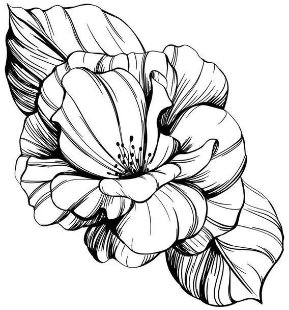 Rosa selvatica fiore isolato su bianco. illustrazione vintage disegnata a mano. - Vettoriali, immagini