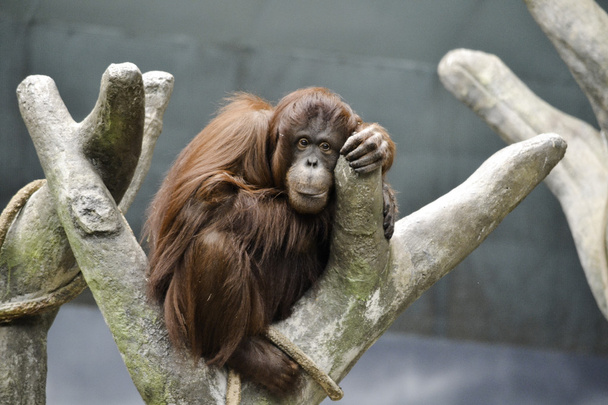 Orangután pihentető egy fa - Fotó, kép