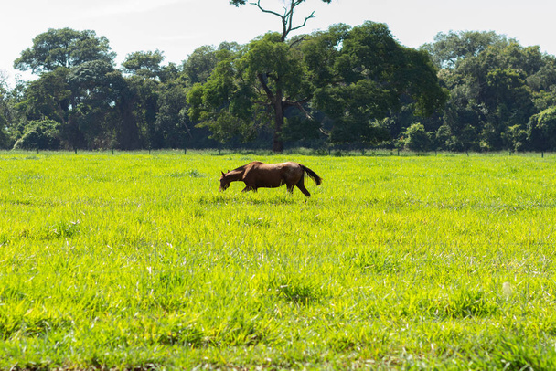 Hevonen, jolla on ruskea turkki, yksin, ruokkimassa tuoreella vihreällä laitumella, maatilalla, kirkkaana, aurinkoisena päivänä.. - Valokuva, kuva