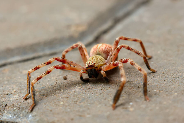 Focus selettivo Un grande aracnide dai capelli rossi e minaccioso giaceva a terra. Vedere i dettagli sorprendenti del ragno. - Foto, immagini