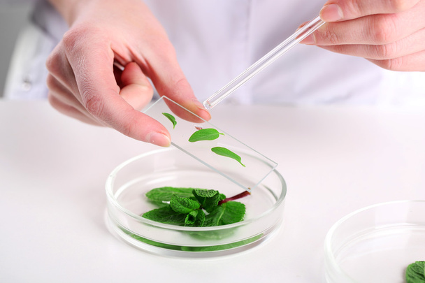 Woman examining green plant in laboratory, close up - 写真・画像